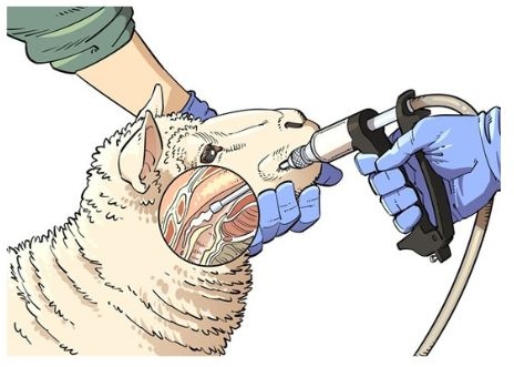 A handler restrains a sheep while administering an oral drench using a dosing gun.